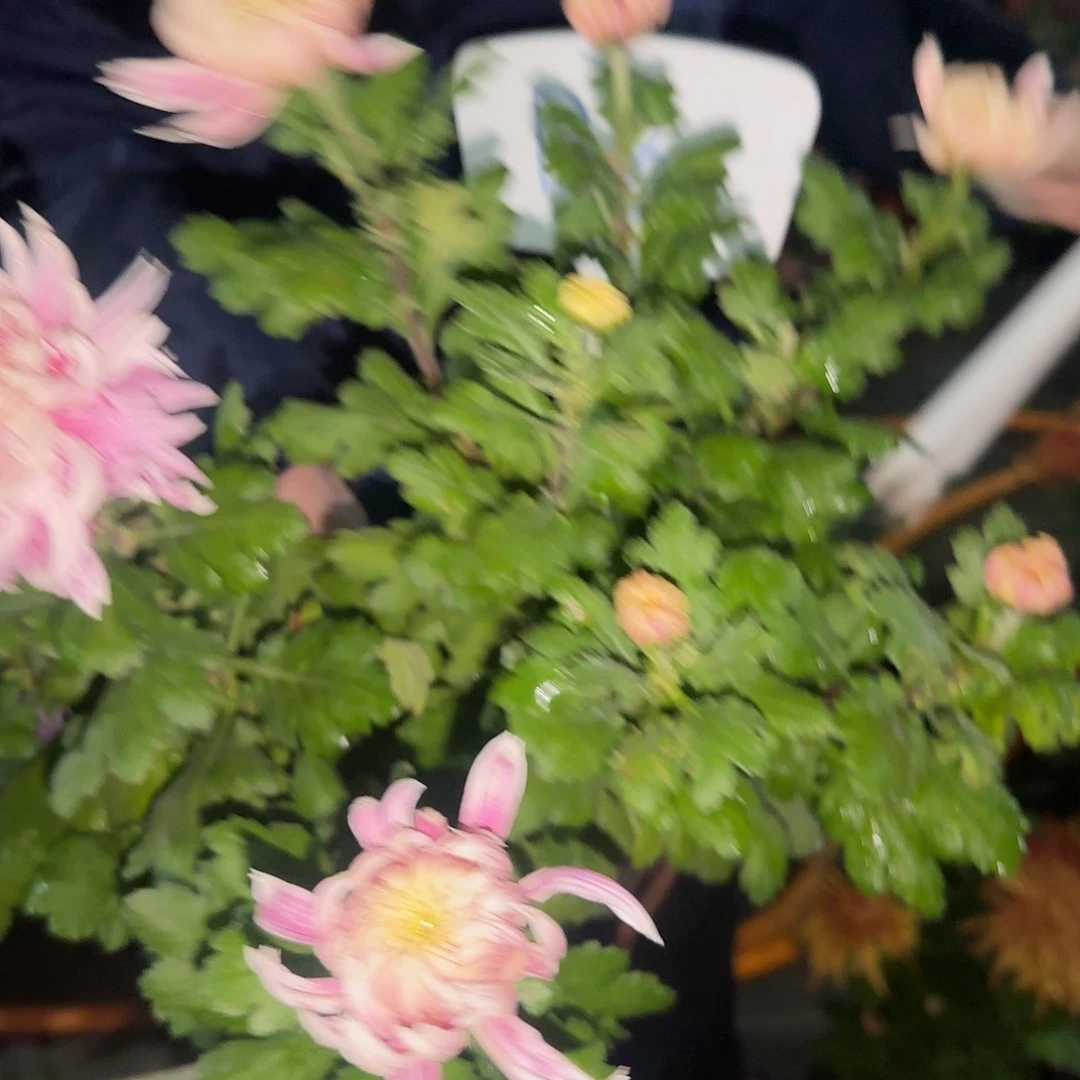 芋***控无花朵D8888888888