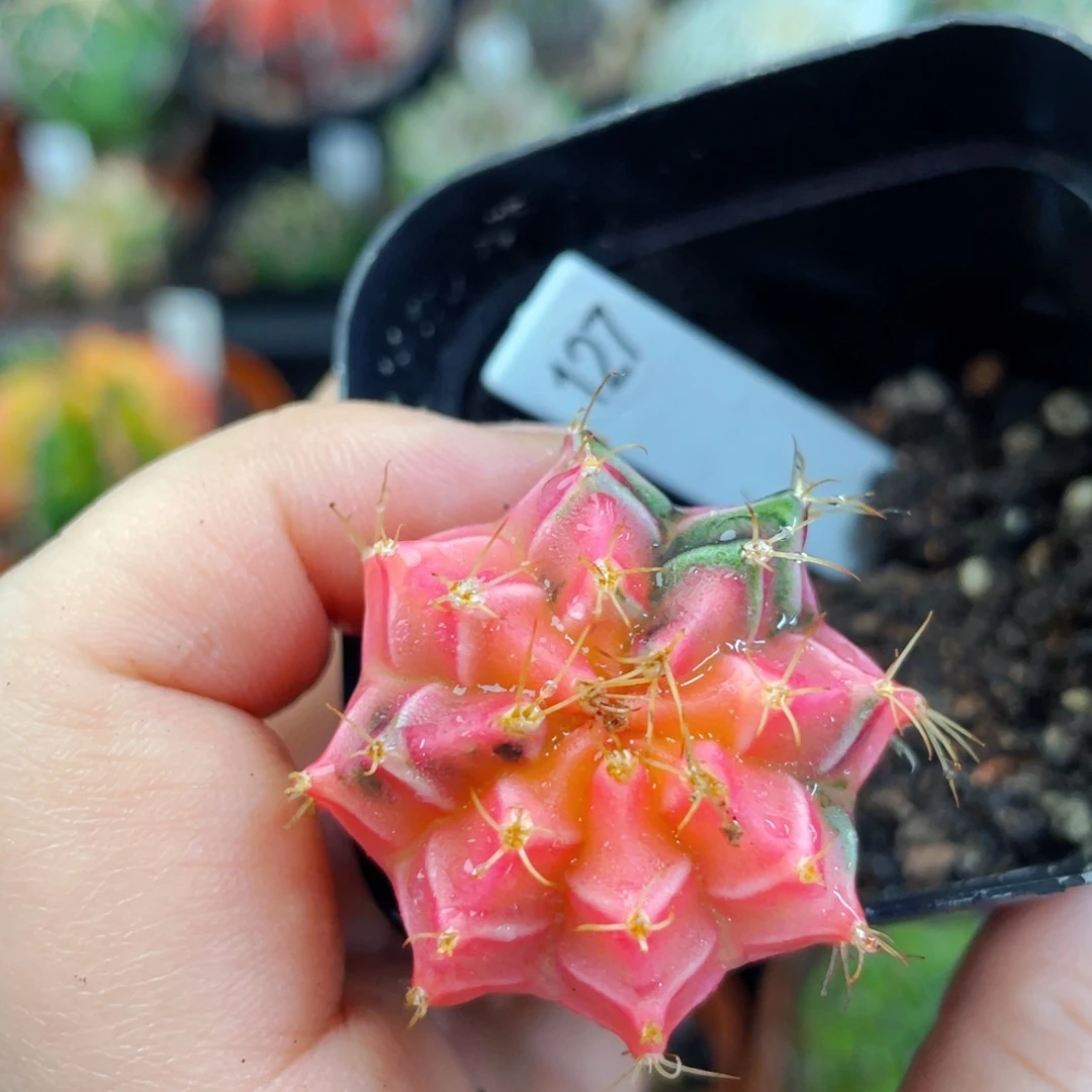 盆5公分满25包邮裸根发货