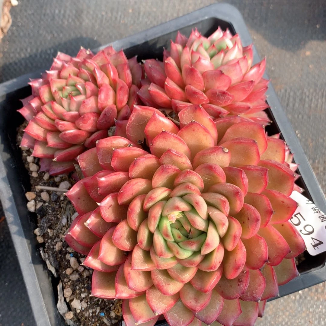 3594杂交多肉植物园