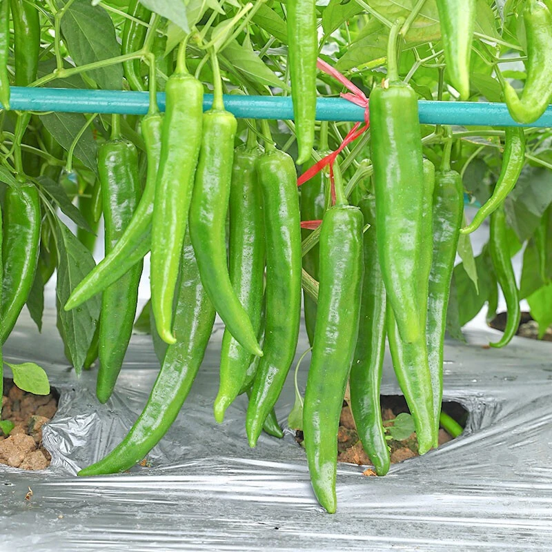 榕江本地新鲜薄皮软皮青辣椒正宗产地蔬菜