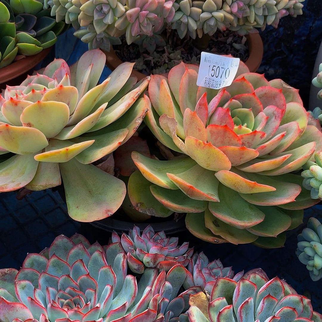 随***心白雪公主15070多肉多肉