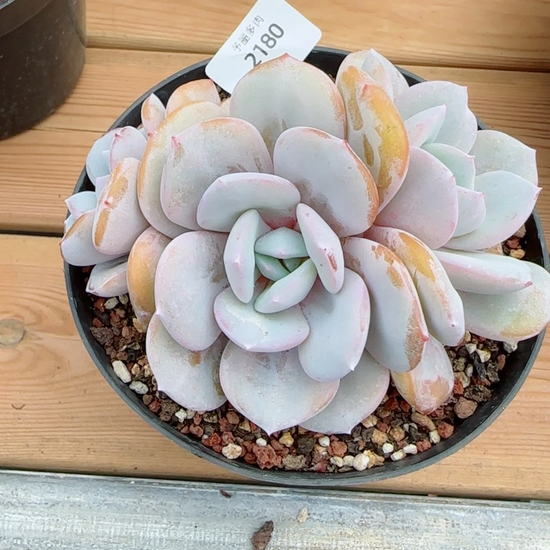 奶茶无砍，2180多肉植物