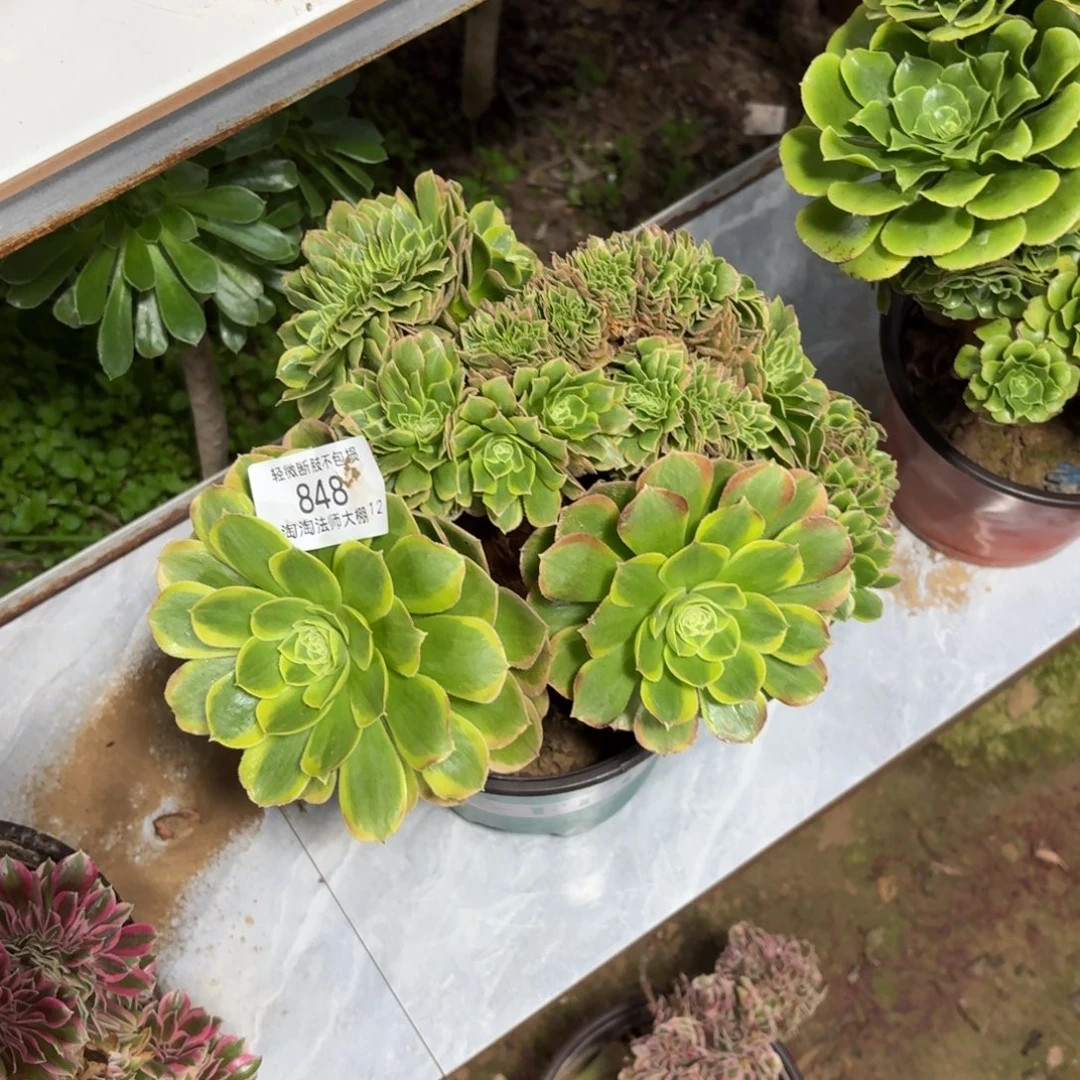 848奶白缀化多肉植物