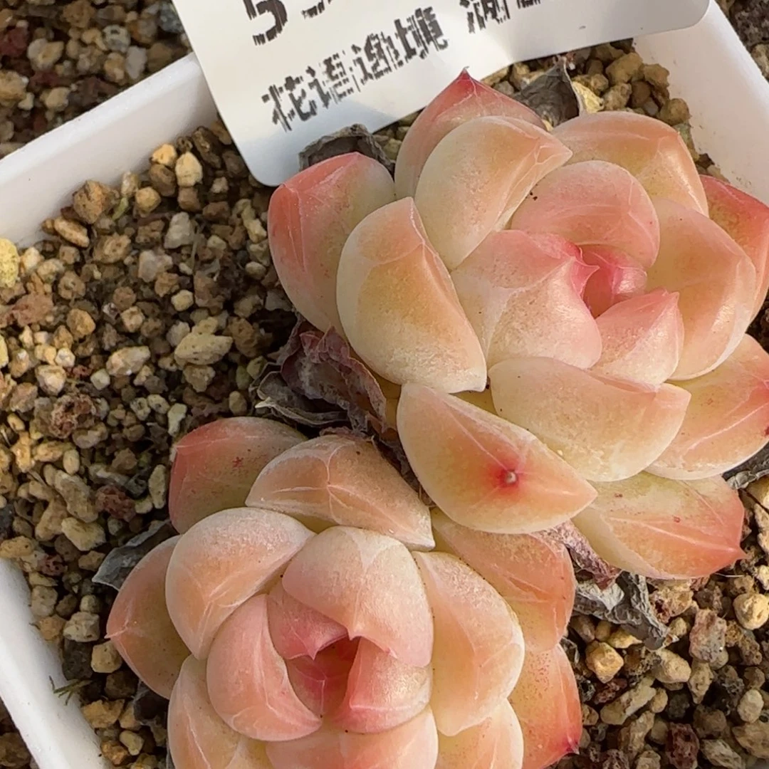 花语逸镜0213-553