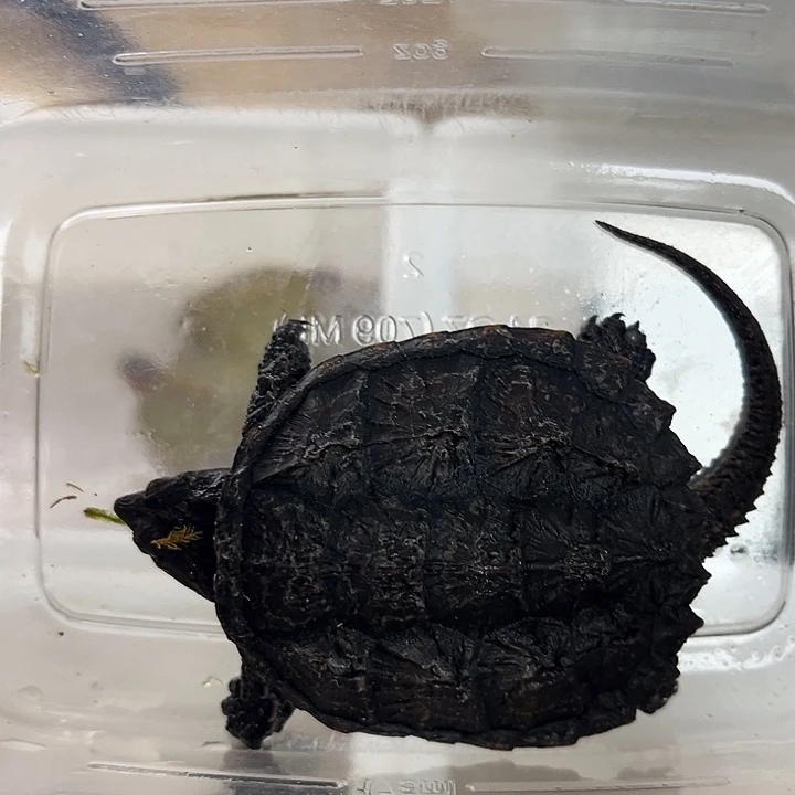 绿毛龟不分公母杂佛