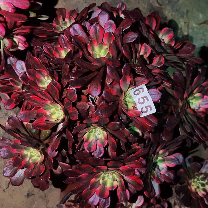 655烟花多肉植物处理不售后