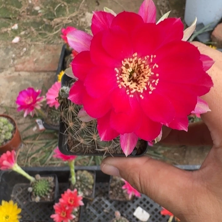 232丽花根掰花脱土发货瘦软伤