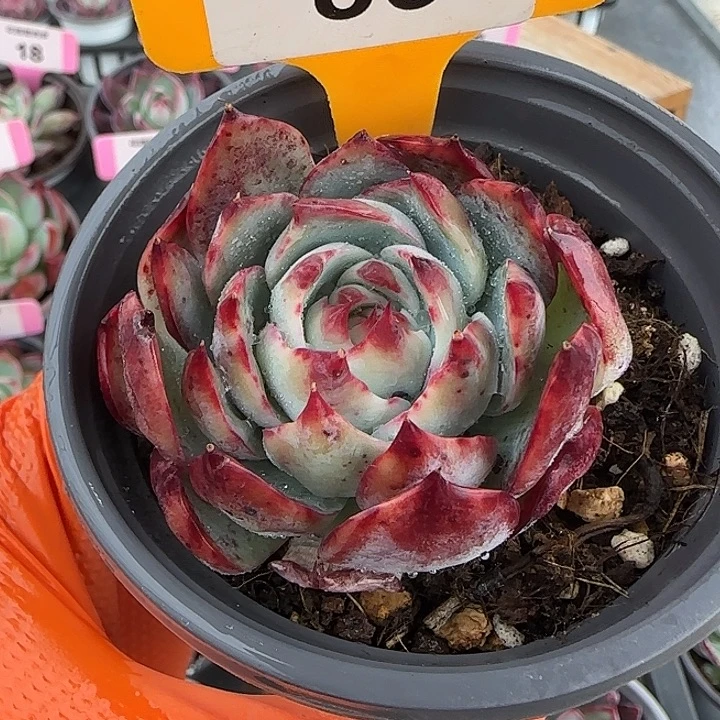 86 惊鸿仙子多肉植物7-9cm