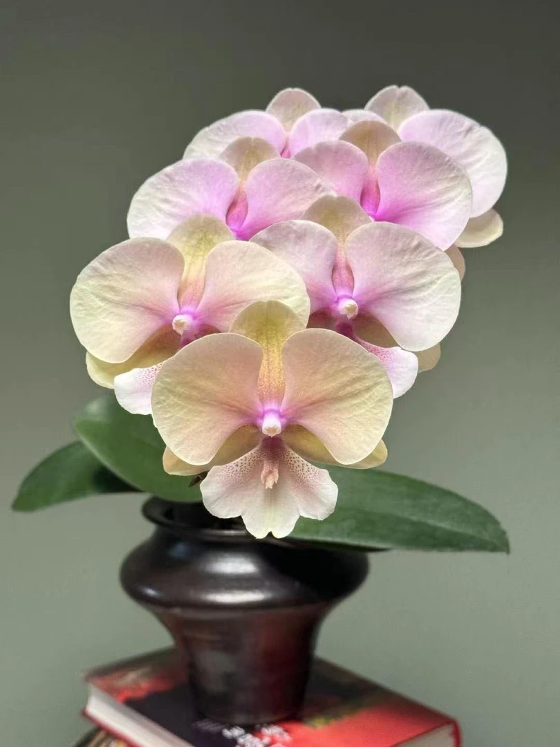 湾湾稀有花苗【甜蜜蜜（伯爵奶茶平替）】2.8寸杯不带花剑根少慎拍