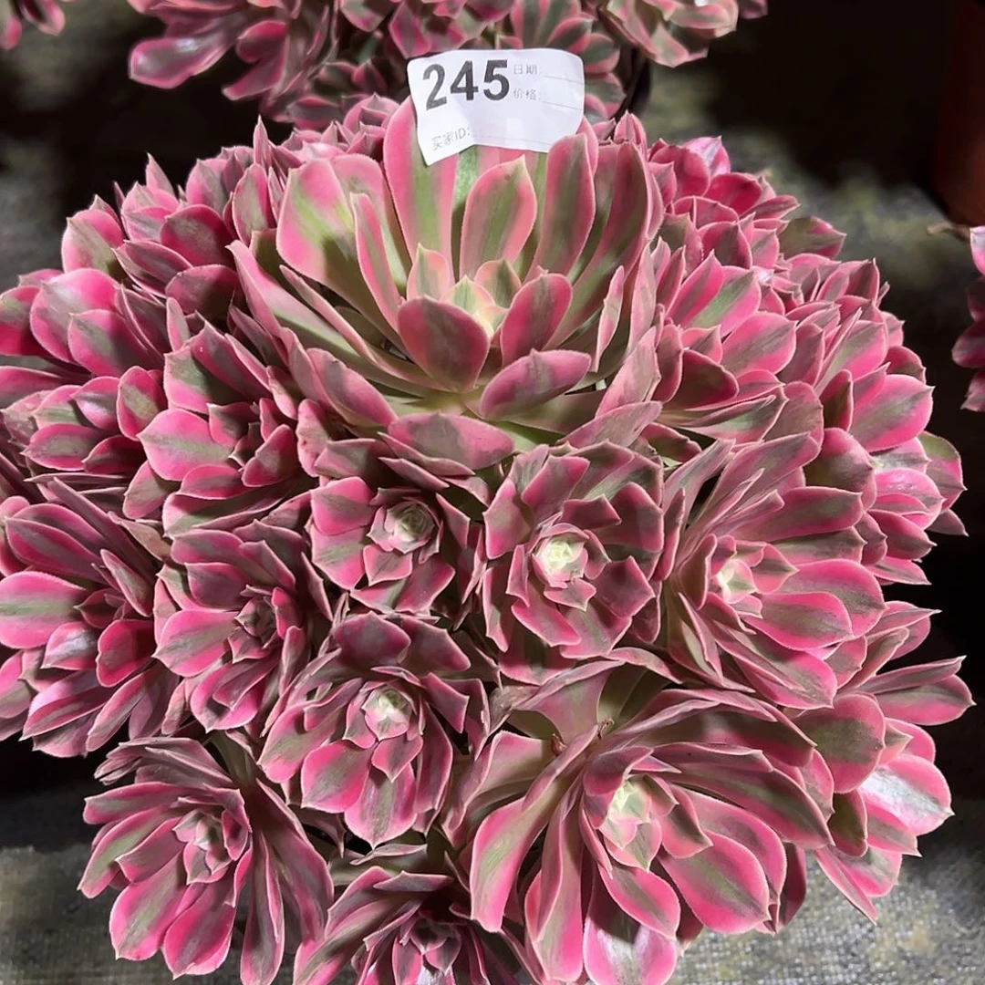 245女妖多肉法师植物