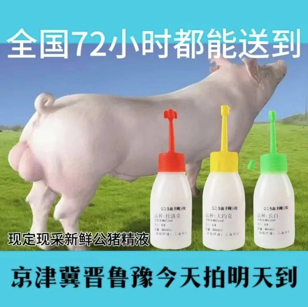 大白母猪公猪猪精包邮包对版生态养殖原种优质猪精