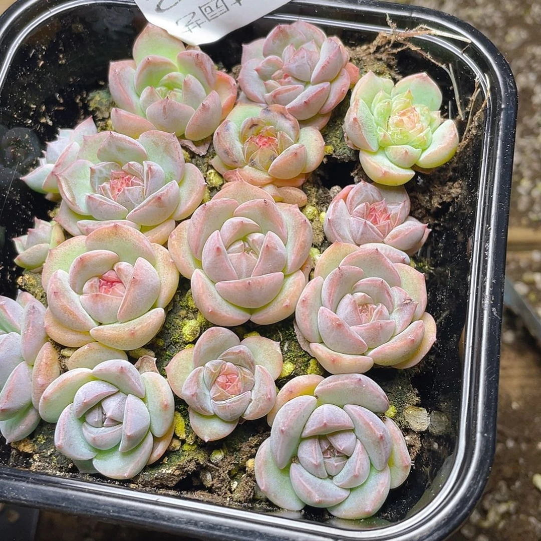多肉植物多肉植物182