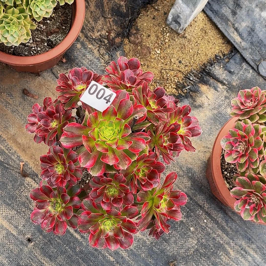 004安娜冠服25公分以上