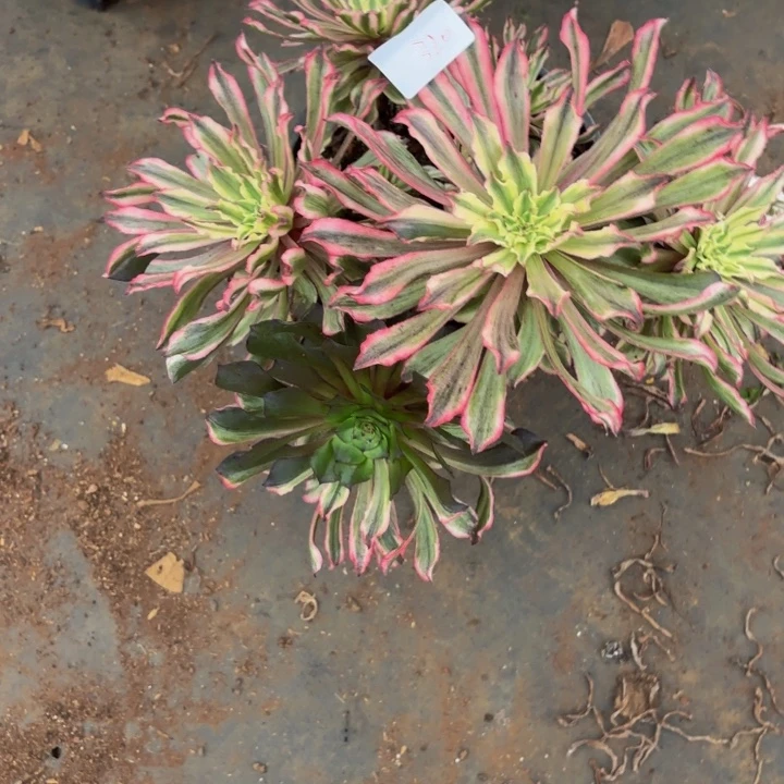 云南浪仙好看320号