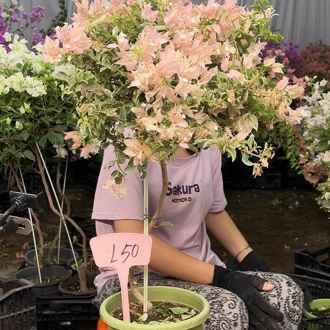 X***丶大部分花苞少量开放L50少女心