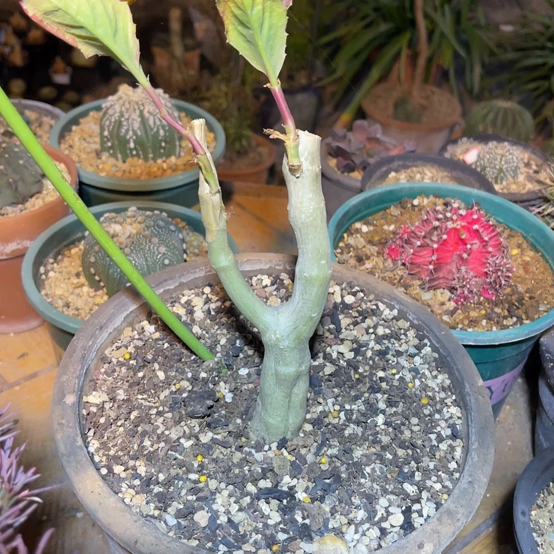 祖提葡萄翁块根一物一拍