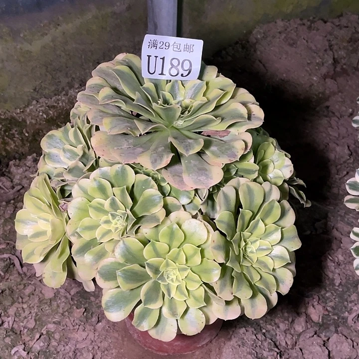 189绿豆沙多肉植物