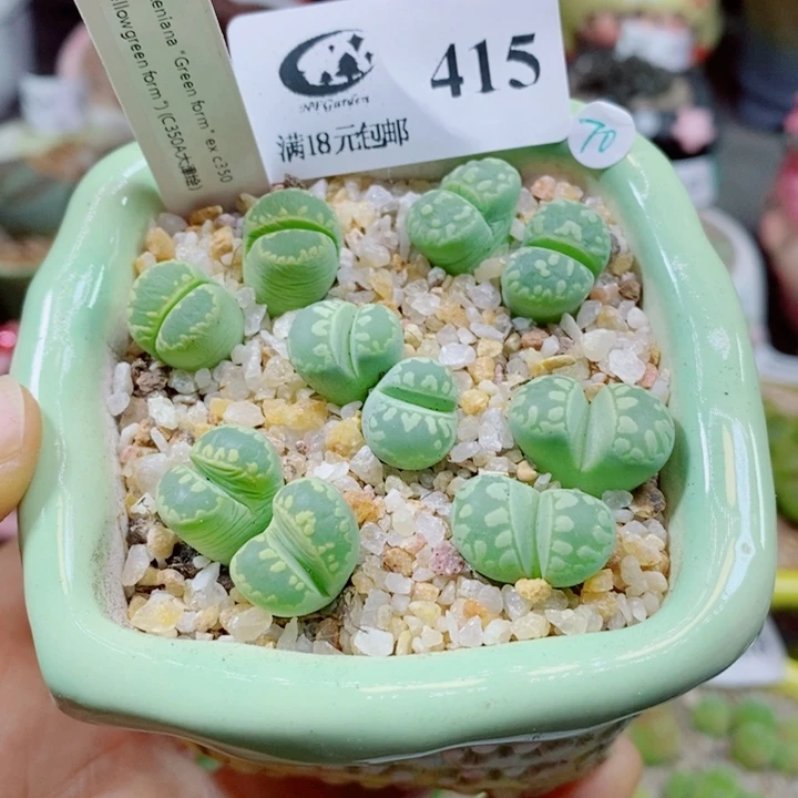 生石花花花花花花花花415