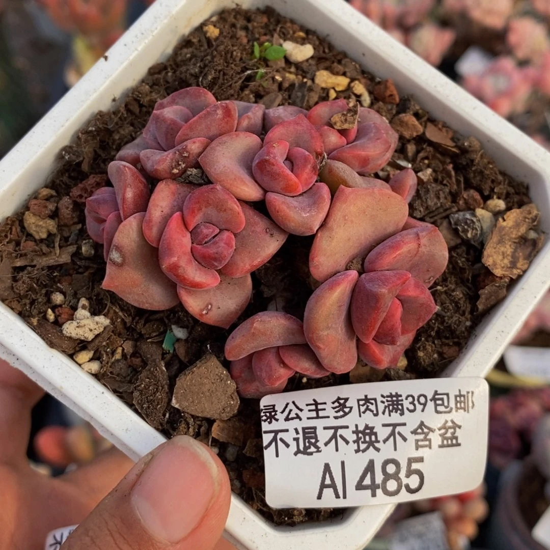 485彩虹糖多肉4c m