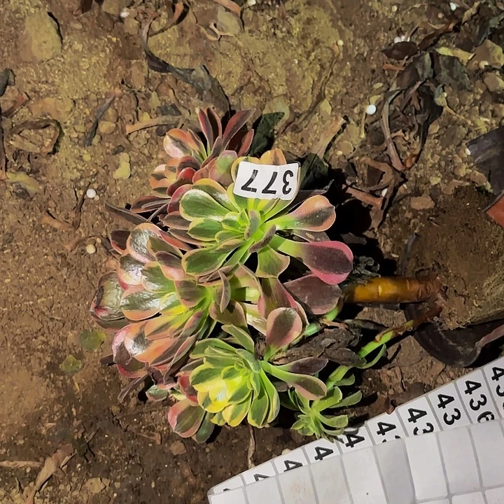 377金丝雀多肉植物不售后