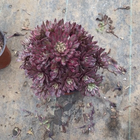 紫霞仙子40多肉植物法师