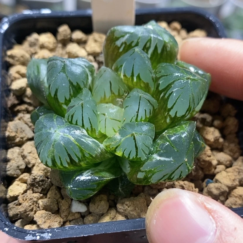【闪购商品】202水晶