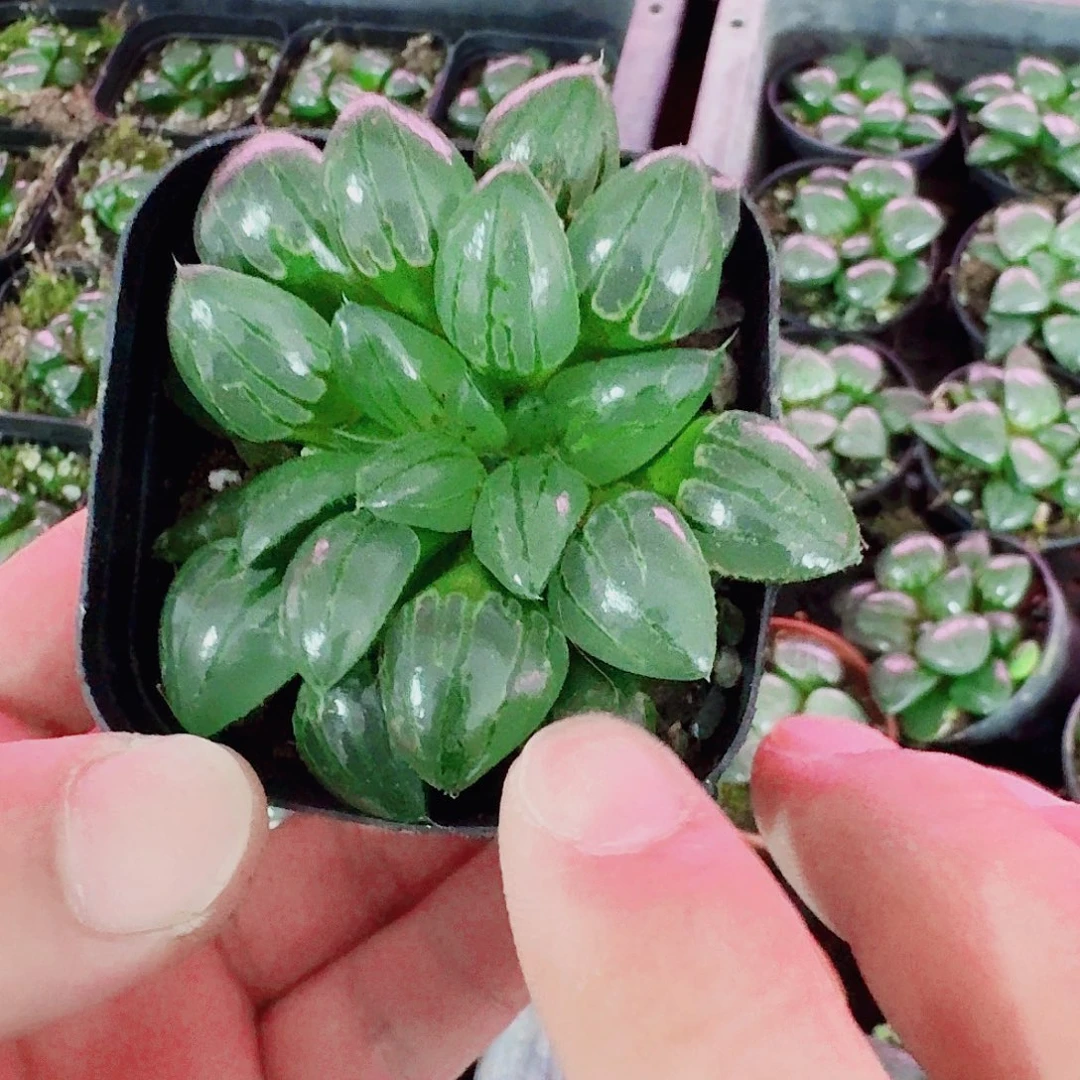 阳***子无花朵十二卷福利活动开始