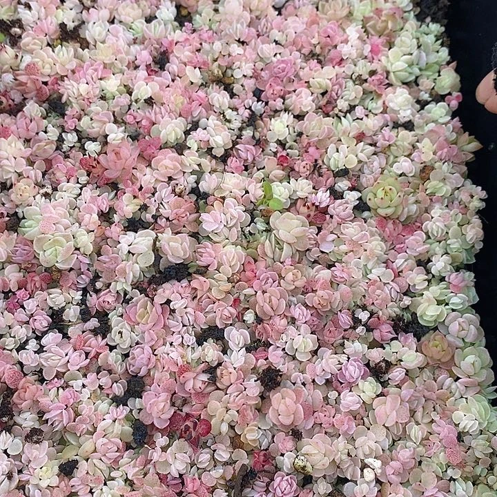 83 多肉植物盆栽花卉植物