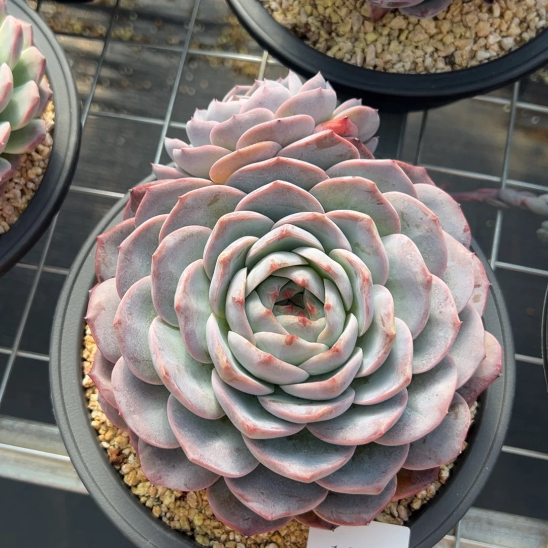 任***转1224肉肉肉肉肉肉