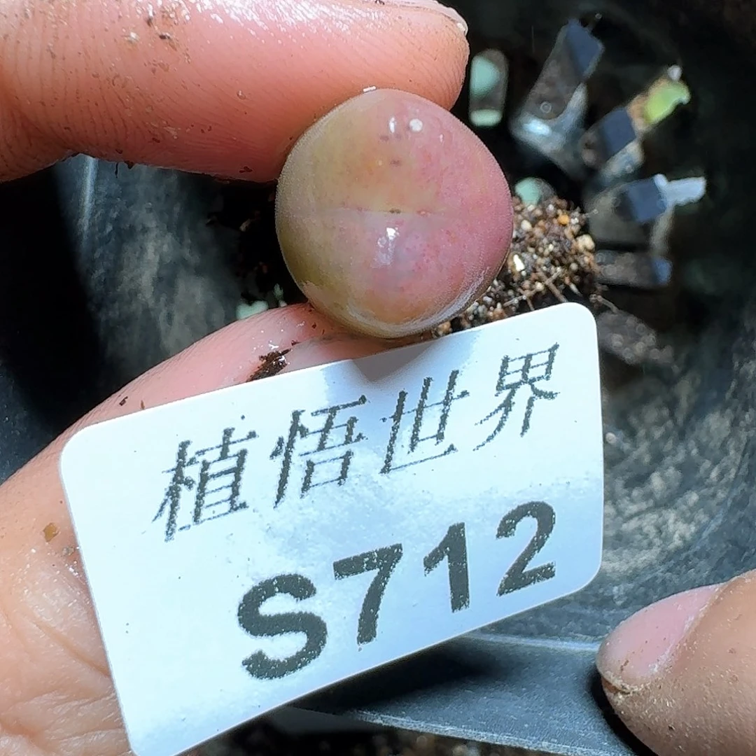 712号多肉植物哇c g