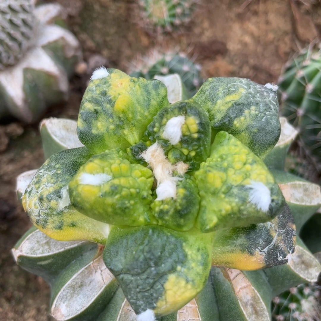 全部花朵散斑菜花牡丹锦 1号