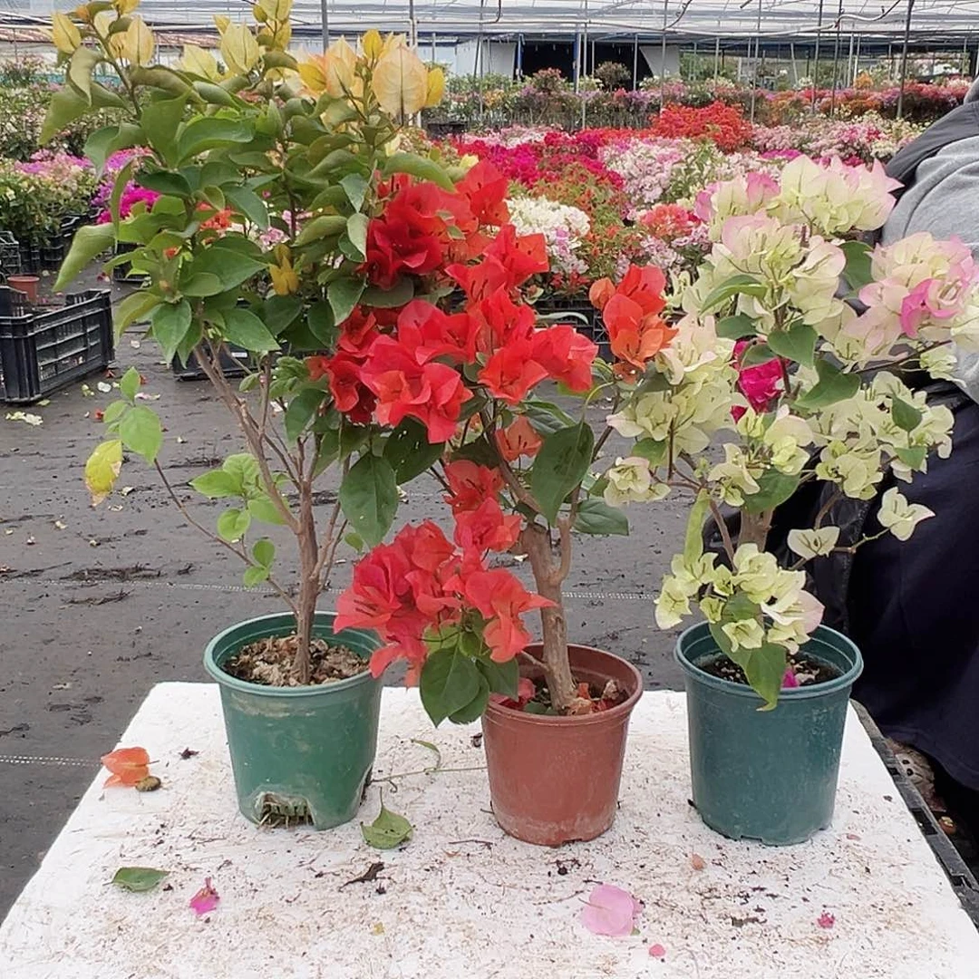 大部分花苞少量开放浅彩虹，夕阳红，绿樱组合