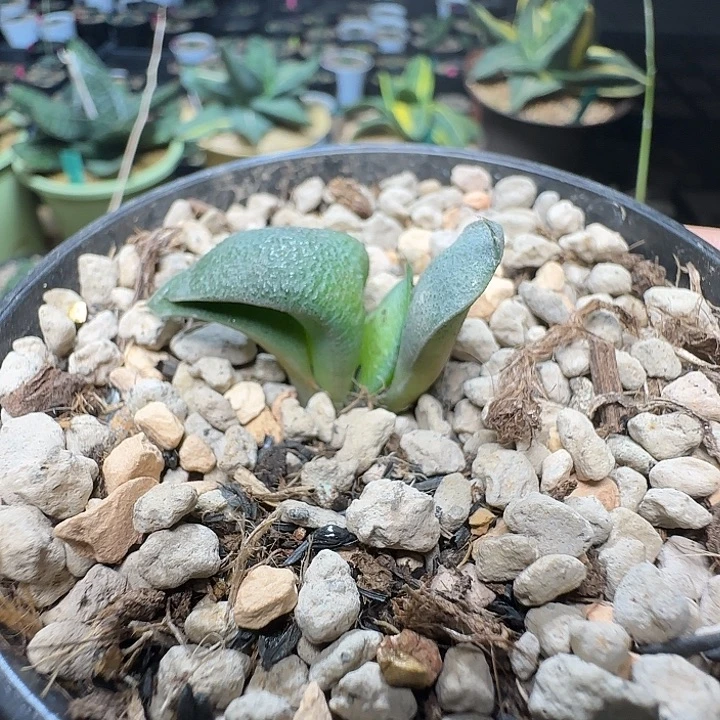 大型宽短厚卧牛侧芽苗