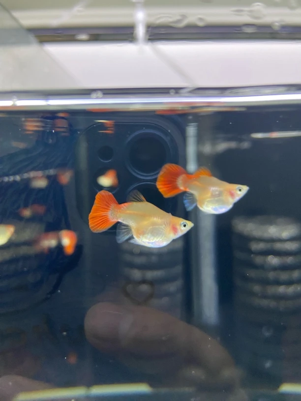 黄爆球球体孔雀鱼两对（录完整开箱视频，无视频无售后）