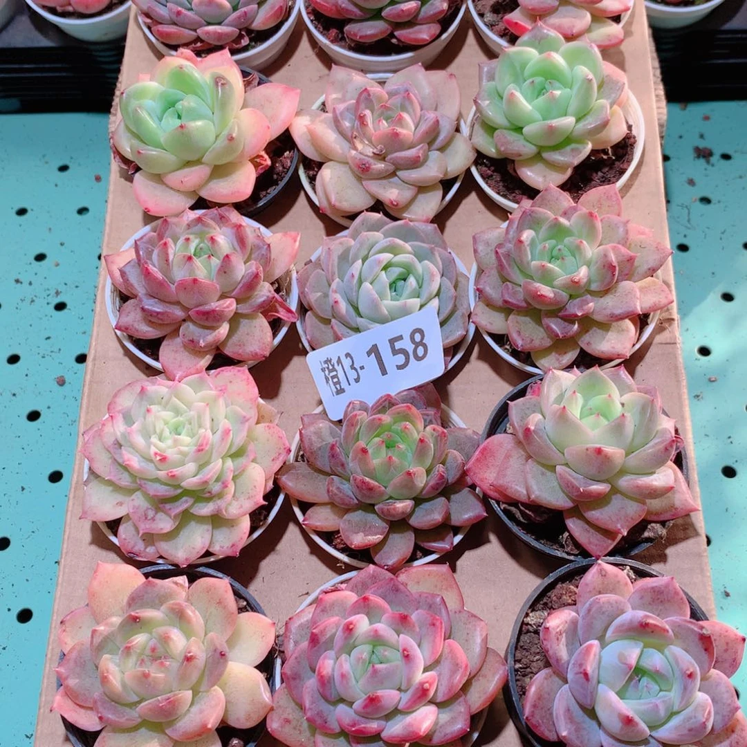 13-158一物一拍多肉带盆18颗