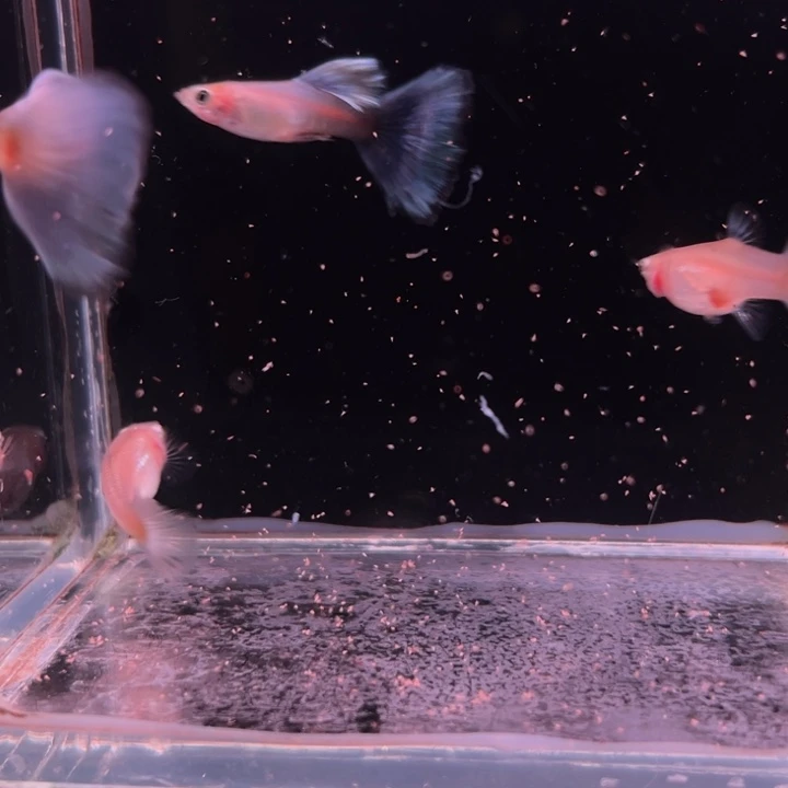 孔雀鱼拉朱丽紫尾2对