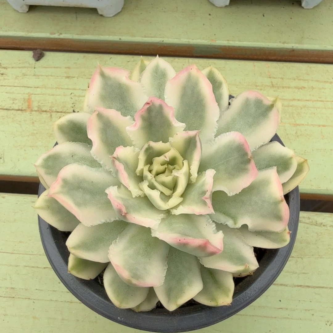 紫蝴蝶锦锦上园艺一物一拍