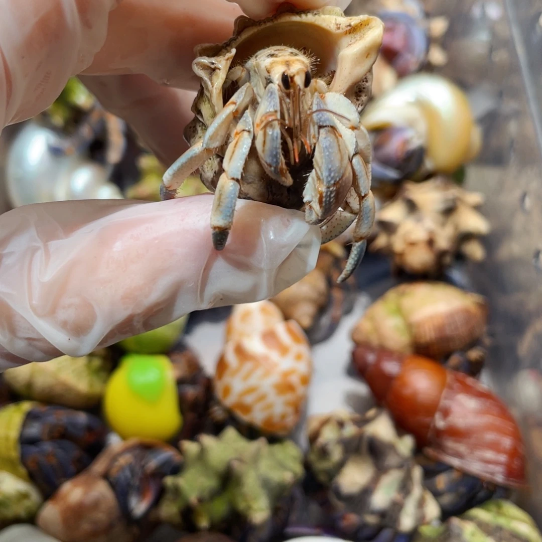 蜗居异宠寄居蟹9309