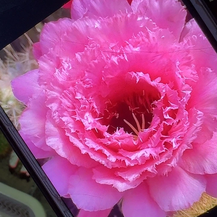 妃子笑侧芽5公分左右毛花柱