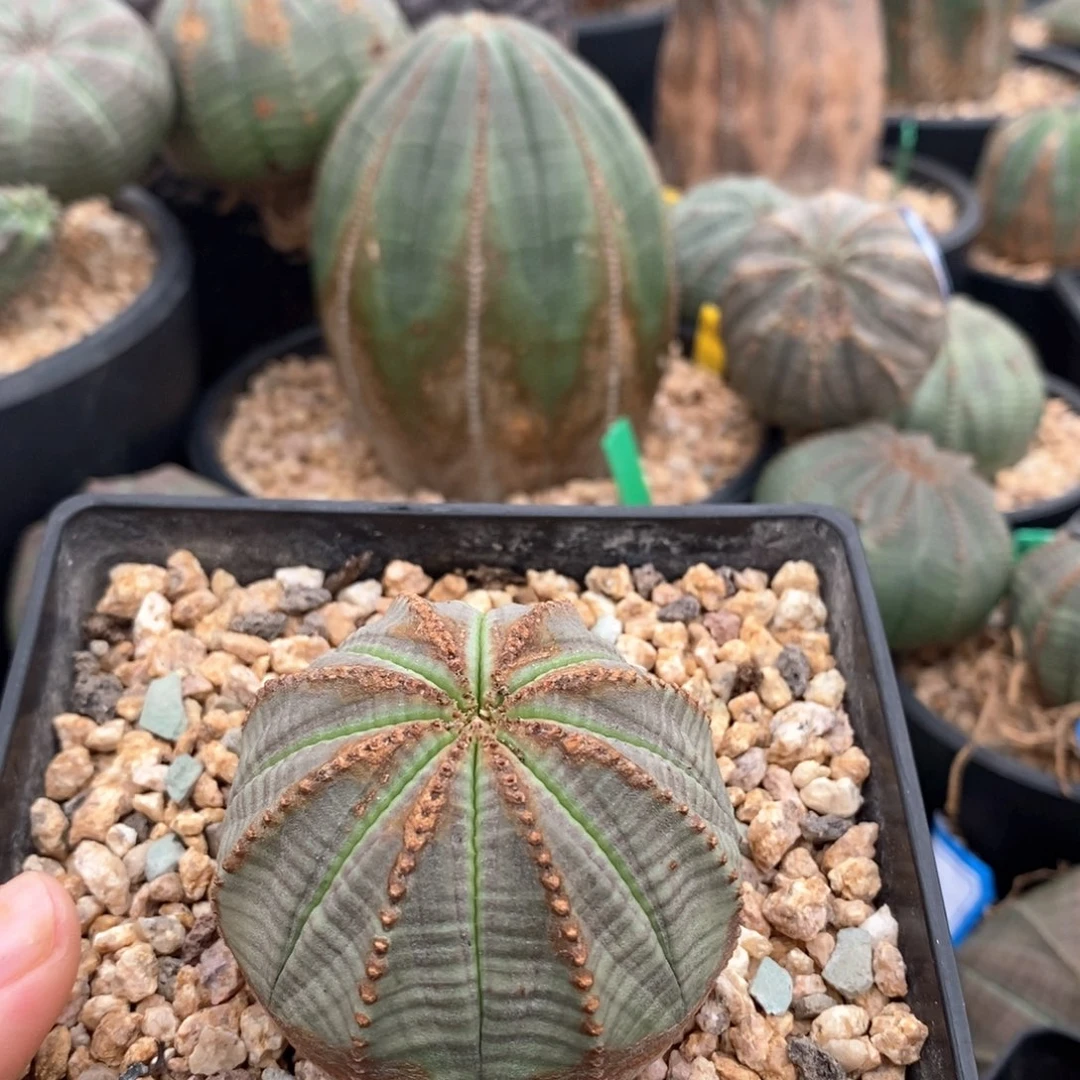 50欧系实生布纹球 一物一拍