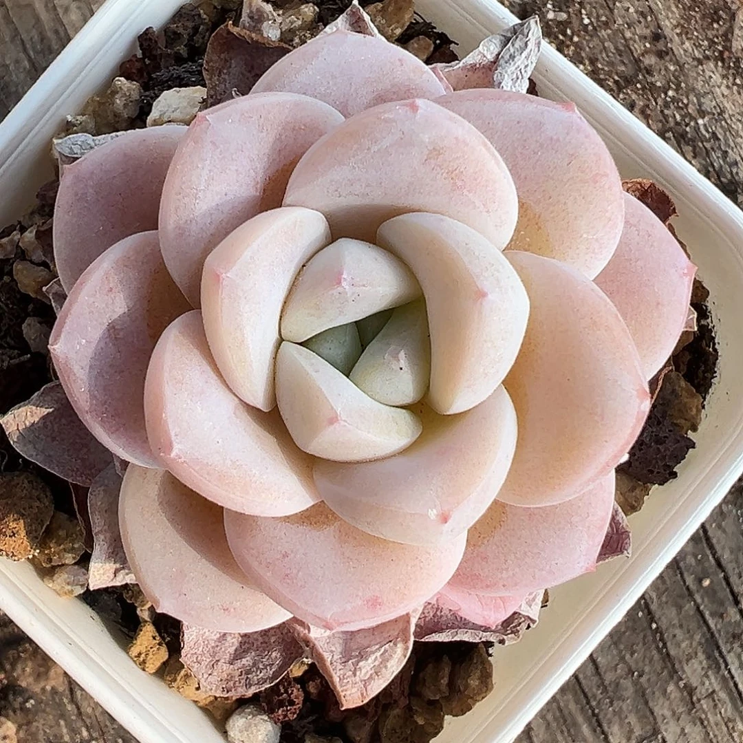 茶*雪媚娘茶酱专拍多肉