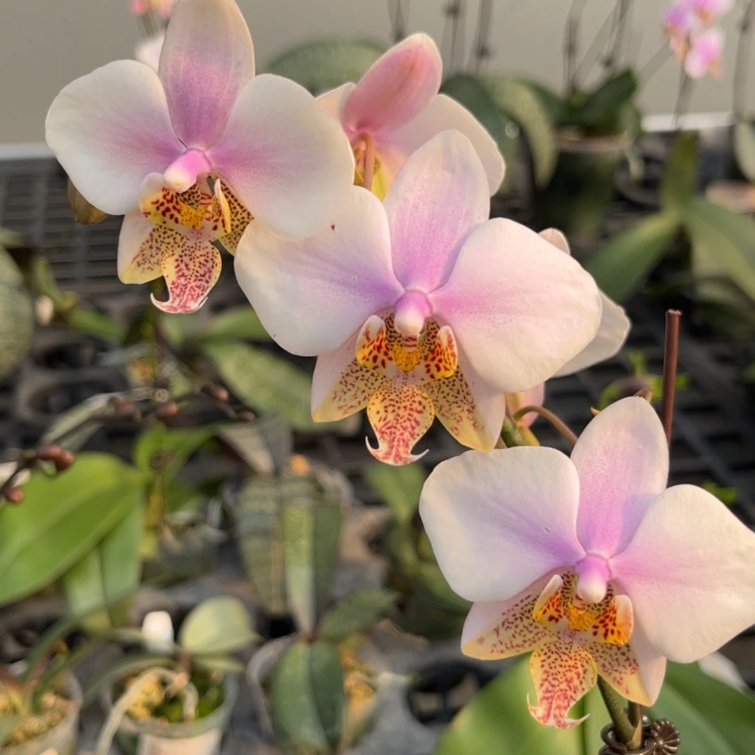 完全开放2.5寸23pu开花株