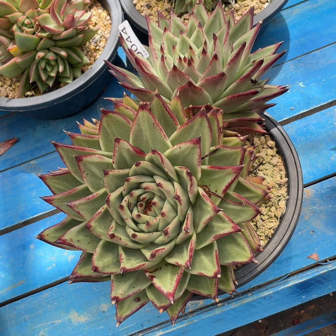 若如东云单拍D044