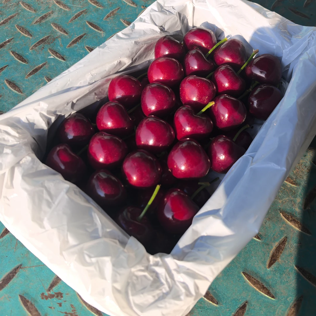 美早樱桃空运美早J-5J（1.4斤左右） 内附果径卡