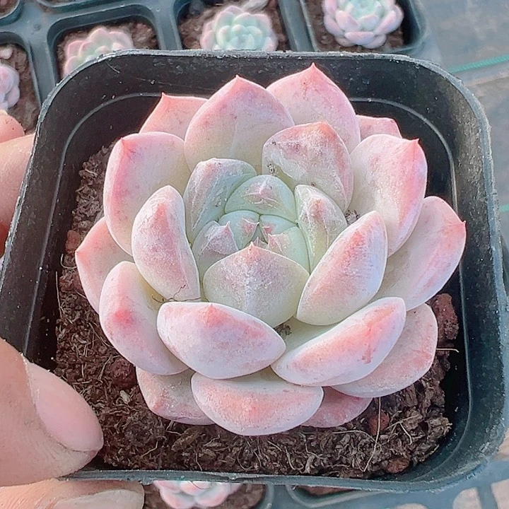 厚梦精品多肉植物大战