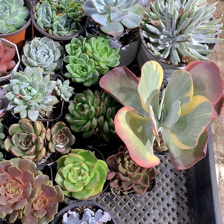 71号多肉植物园艺