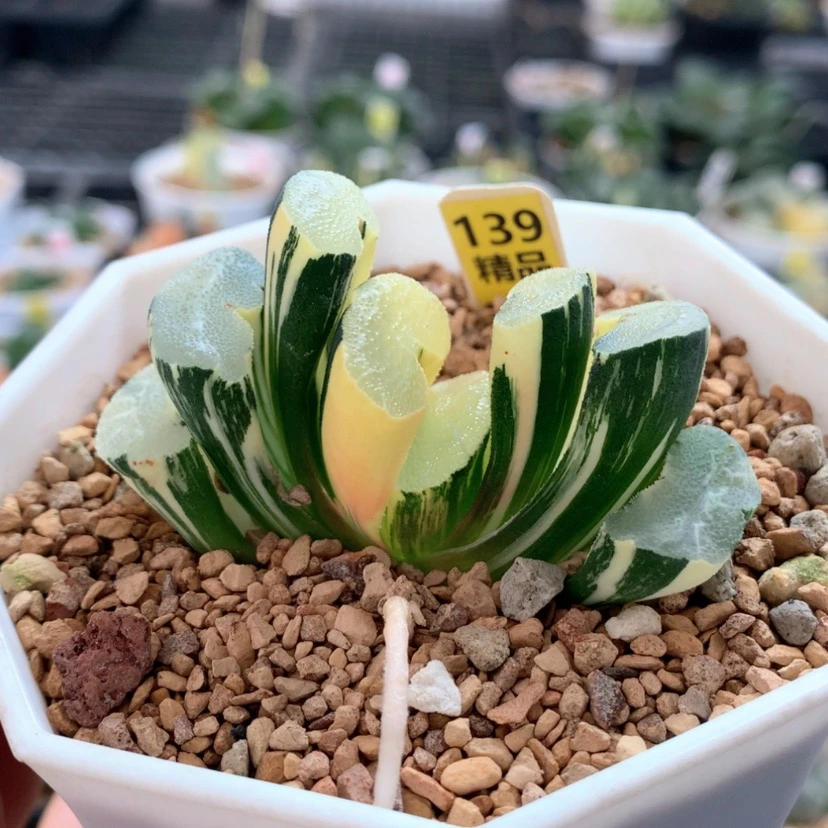 【闪购商品】139大绳