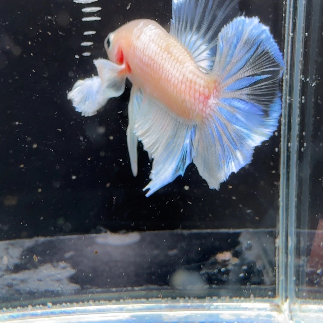 海水鱼5号拍品印尼斗鱼