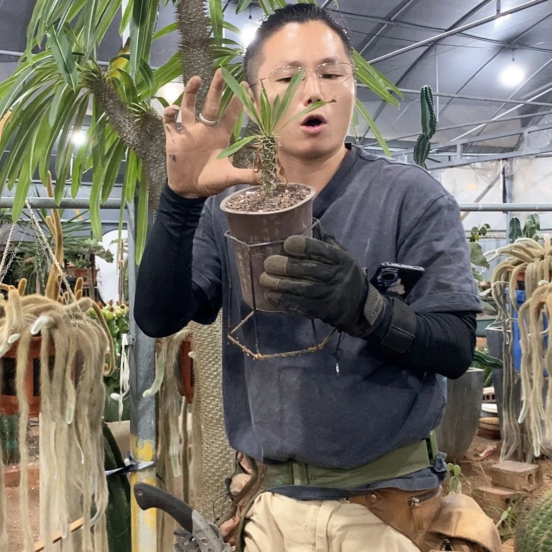 15公分霸王树小苗