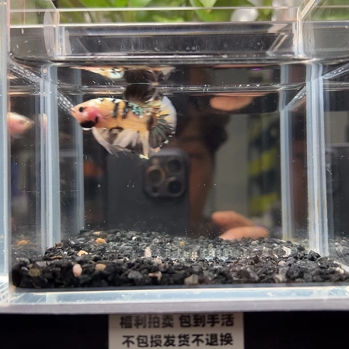 斗鱼竞拍跑单拉黑26日86